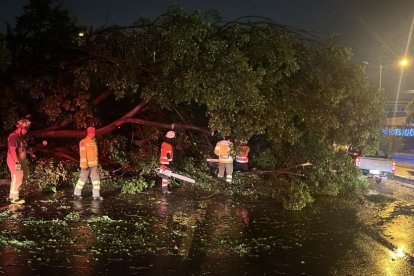Hubo árboles caídos en varios sectores de Guayaquil, reportó Segura EP.