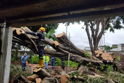 En Guayacanes cayó un árbol grande.