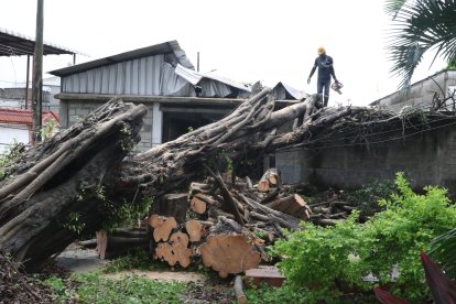 Este ficus de 25 metros de altura cayó sobre el techo de esta casa.