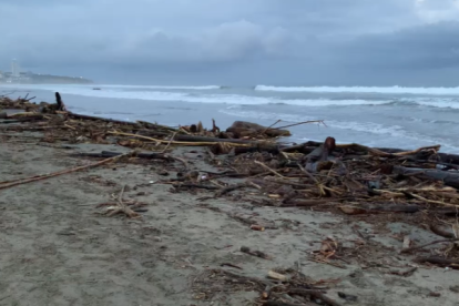 Varias playas de Manabí registraron gran cantidad de palizada.