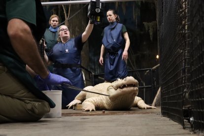 Cuidadores de Thibodaux lo examinaron previo a su operación de emergencia.