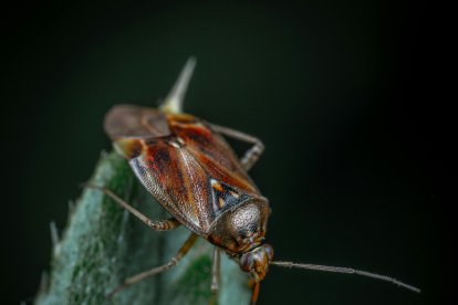 Una preparación casera con pepino que ayuda a ahuyentar a las cucarachas.