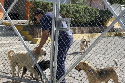 Un perro de raza mediana murió al ser atacado por dos canes más grandes.