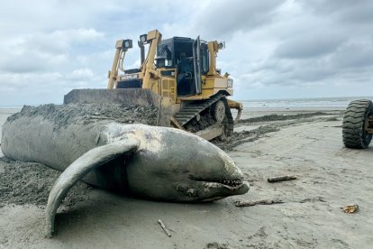 La ballena apareció muerta en esta playa de Esmeraldas.