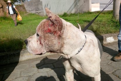 La mayoría de reportes que recibe la UBA es de caninos apuñalados.