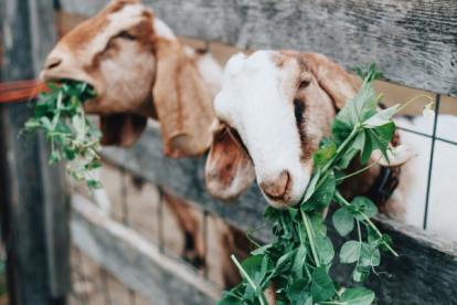 Nueves personas han sido sancionadas por la venta ilegal de leche de cabra.