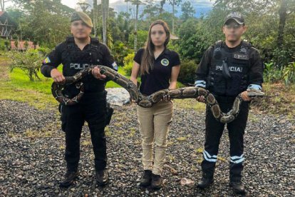 Sentenciado por tenencia de fauna silvestre y de armas de fuego