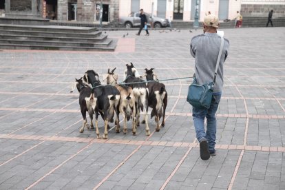 En el Centro Histórico es común ver a los animales y sus dueños caminando por las plazas.