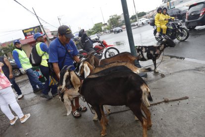 Julio y sus chivas, en las elecciones de este 21 de abril.