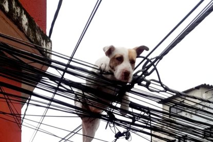 El perrito estaba asustado antes de ser rescatado.