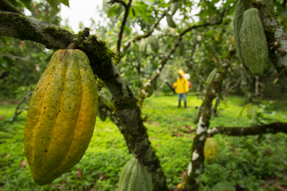 El cacao ha subido de precio debido a la escasez en los principales productores.
