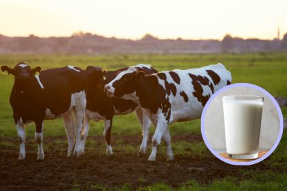 La Brucelosis es una infección bacteriana que afecta a miles de personas en todo el mundo