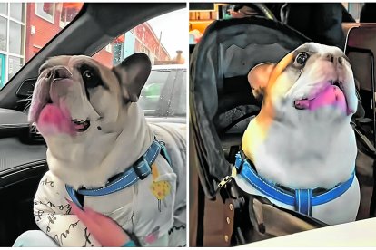 Capturas de pantalla de dos videos donde el perro está conversando.