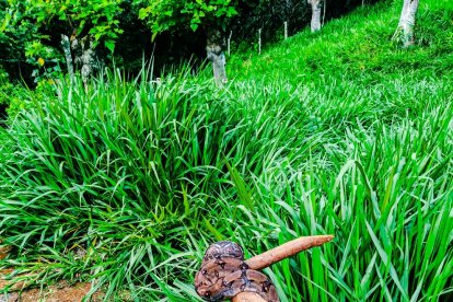 Conoce a la Boa constrictor