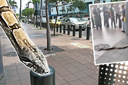 Esta culebra se recorrió varios metros de una calle del centro porteño.