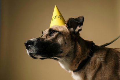 Referencial. Un perro mestizo celebrando su día