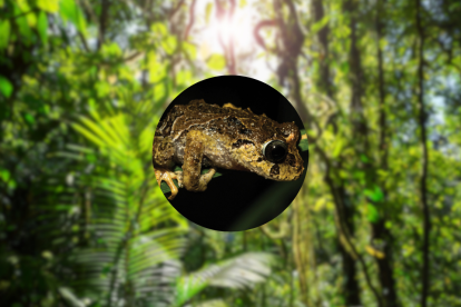 Pristimantis normaewingae en Tungurahua, en una imagen compartida por el estudio.