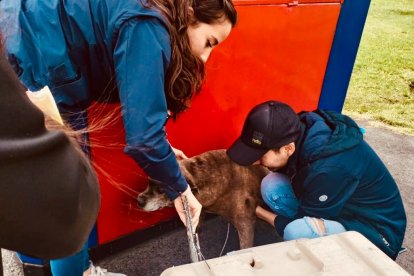 Perros todavía sufren maltratos por el ser humano.