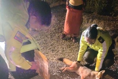 El animal silvestre presuntamente fue atropellado por un vehículo.