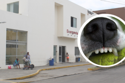 El perro atacó al niño cuando él y otros estaban jugando.