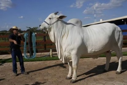 La vaca fue subasta por cuatro millones de doláres