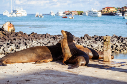 Las islas Galápagps es un destino en Ecuador.