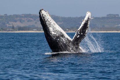 Ballena jorobada.