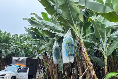 Los cuerpos fueron hallados dentro de una platanera.