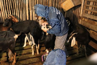 Veterinarios de la Unidad de Bienestar Animal determinaron que no estaban en buenas condiciones