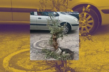 Los conductores incluso colocan tierra para que crezcan raíces.