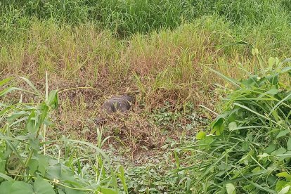 El cadáver  estaba en un terreno baldío, ya en descomposición.