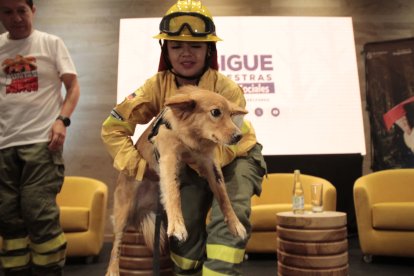 Chaupi ahora es el animal de compañía de los bomberos en la comandancia ubicada en la Mariscal, norte de Quito.