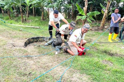 Así se dio la captura del reptil.