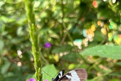 Una de las especies de mariposas que revolotean en este espacio natural.