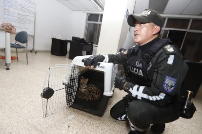 Agentes policiales de la Unidad de Protección del Medio Ambiente y del Ministerio del Ambiente atienden los casos de rescates.