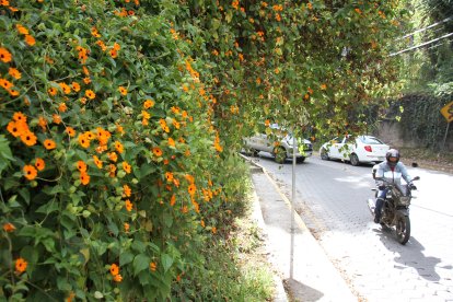 En sitios como la avenida Conquistadores la planta se ha tomado gran parte de las fachadas, árboles y la quebrada.