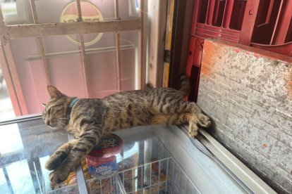 Michi también duerme plácidamente en su puesto de ‘trabajo’.