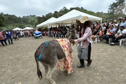 La asna La Pelucona desfiló en el concurso con un hilo azul.