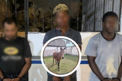 Los sospechosos de robar tres burros.