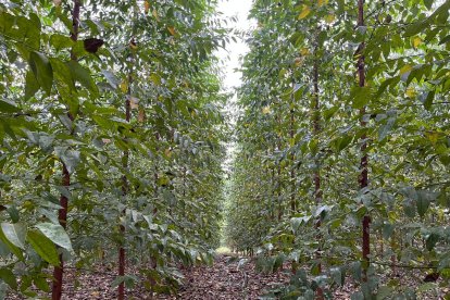 Los bosques aportan en varios aspectos del ecosistema del Ecuador.