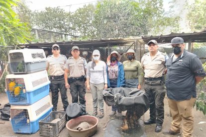 En julio del 2024, en el cantón Naranjito, varias especies fueron rescatadas en una vivienda. Estaban enjauladas.
