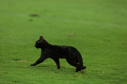 Minuto 74 entró el Gato Negro, el más emelecista de todos y ganó Emelec.