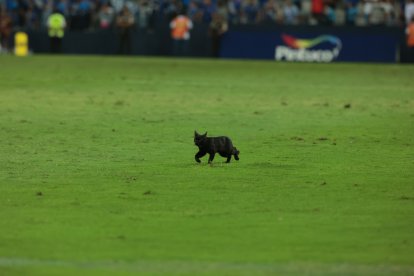 El felino ingresó a la cancha del estadio Capwell entre el minuto 74 y 75 del partido que al final remontó Emelec