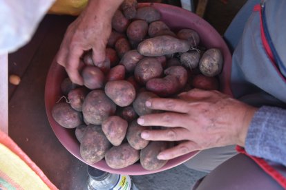 Acomodar las papas en lavacaras permite una mejor exhibición de este tubérculo.