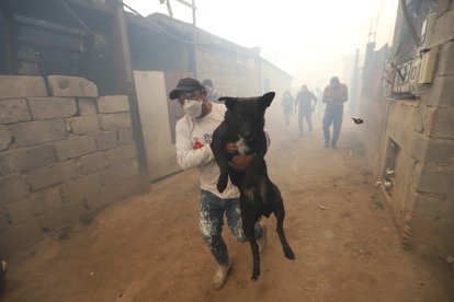 El humo y la ceniza pueden afectar negativamente a los animales.