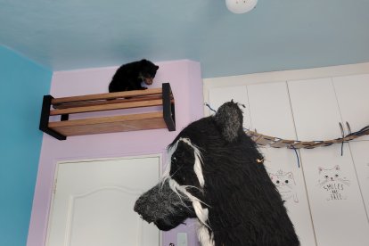 El pequeño oso muestra su agresividad por momentos, algo normal pues no está en su hábitat.