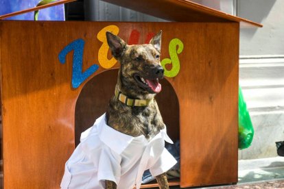 Zeus padecía de una enfermedad terminal