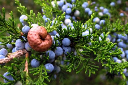 También se la conoce cómo juniperus communis.