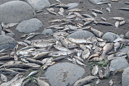 Peces muertos en el río Esmeraldas.