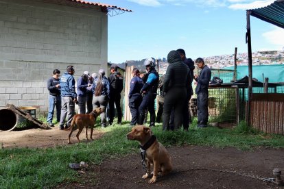 Algunos de los perros rescatados tenían heridas en su cuerpo.